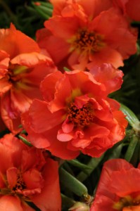 portulaca_happy_hour_orange
