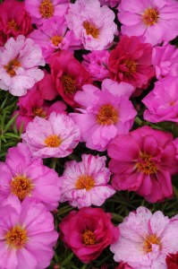 portulaca_happy_hour_pink_passion_mix