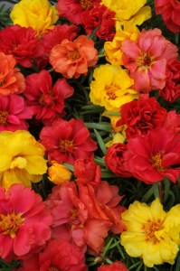 portulaca_happy_hour_tropical_mix