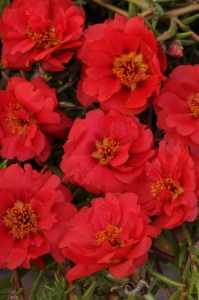 portulaca_happy_trails_deep_red