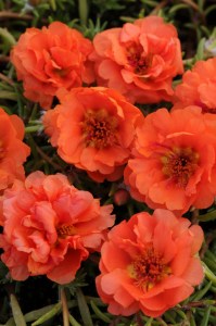 portulaca_happy_trails_orange