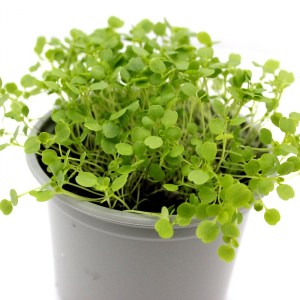 potocnica5