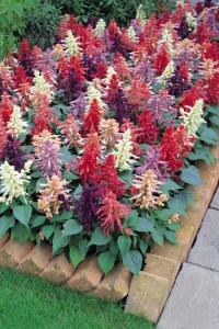 salvia_vista_mix