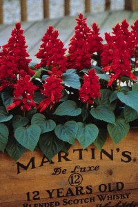 salvia_vista_red