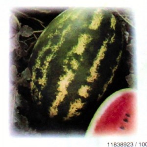 dyna, dyna, vodný melón, pásikavý melón, cervený melón, semená melónu, semená melónov