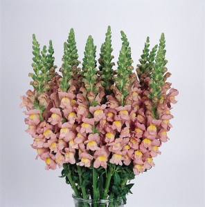 snapdragon_cool_pink.jpg