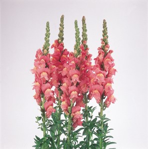snapdragon_cool_rose.jpg