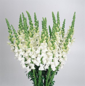 snapdragon_cool_white.jpg
