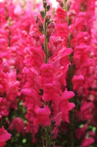 snapdragon_potomac_cherry_rose.jpg