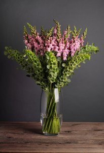 snapdragon_potomac_lavender_3.jpg