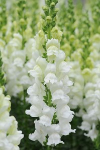 snapdragon_potomac_white.jpg
