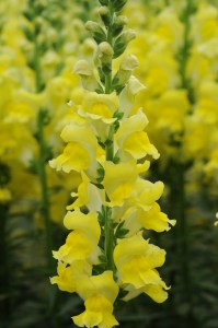 snapdragon_potomac_yellow.jpg