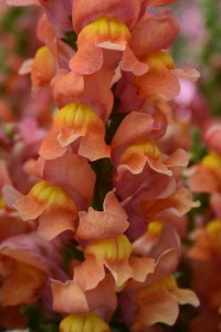 snapdragon_rocket_bronze