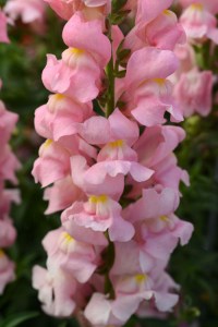 snapdragon_rocket_pink