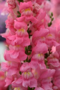 snapdragon_rocket_rose_shades