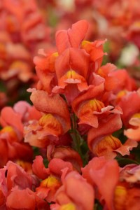 snapdragon_snapshot_orange