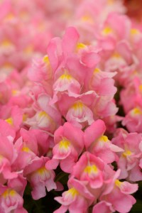 snapdragon_snapshot_pink