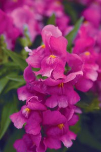 snapdragon_snapshot_purple