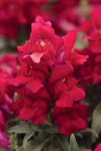 snapdragon_snapshot_red