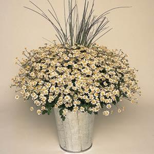 tanacetum_vegmo_single_2.jpg