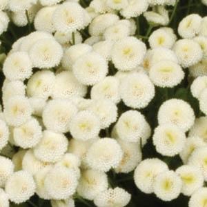 tanacetum_vegmo_snowball_extra.jpg