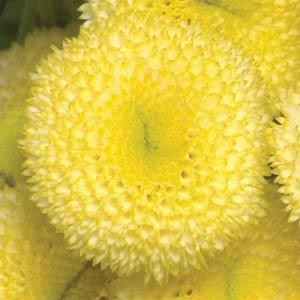 tanacetum_vegmo_sunny_ball.jpg