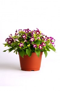 torenia_kauai_burgundy2