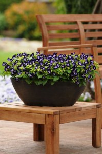 torenia_kauai_deep_blue_2