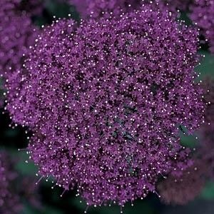 trachelium_lake_forest_purple.jpg