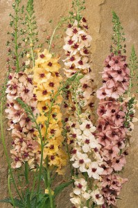 verbascum_southerncharm