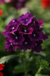 verbena_quartz_xp_purple