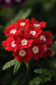 verbena_quartz_xp_red_with_eye
