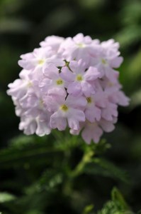 verbena_quartz_xp_silver