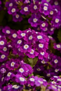 verbena_quartz_xp_violet_with_eye