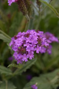 verbena_santos_purple3