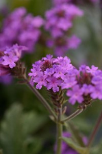 verbena_santos_purple5