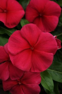 vinca_mediterranean_xp_dark_red