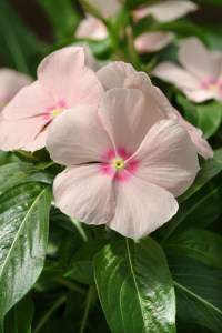 vinca_mediterranean_xp_peach