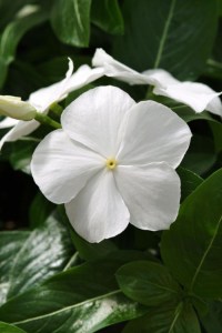 vinca_mediterranean_xp_white