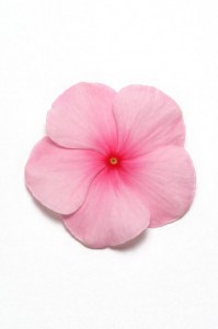 vinca_pacifica_xp_blush