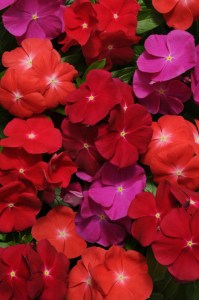 vinca_pacifica_xp_bold_mix