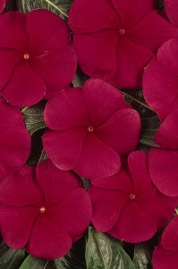 vinca_pacifica_xp_dark_red