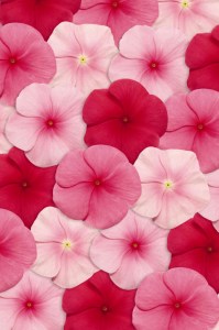 vinca_pacifica_xp_lipstick_mix