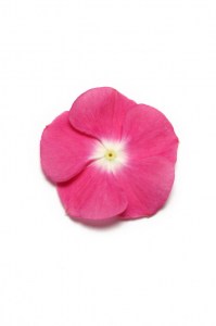 vinca_pacifica_xp_magenta_halo