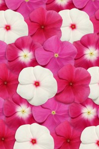 vinca_pacifica_xp_merlot_mix