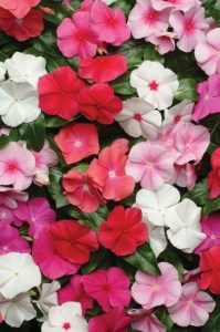vinca_pacifica_xp_mix