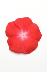 vinca_pacifica_xp_orange