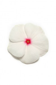 vinca_pacifica_xp_polka_dot