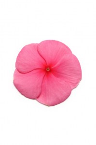 vinca_pacifica_xp_punch