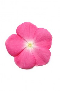 vinca_pacifica_xp_rose_halo